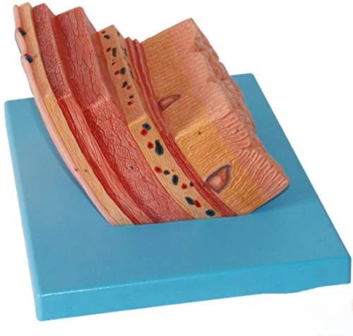 ERNZI Dessin Structurel Modèle Anatomique Anatomie Système Modèle De Modèle De Paroi Gastrique Gastrique pour l'enseignement Scolaire Médecine Médicale