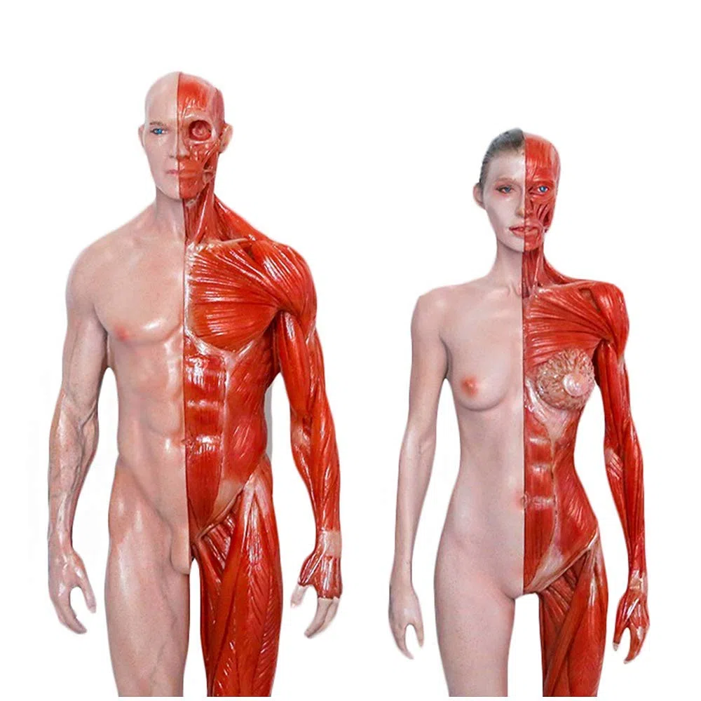 11,8 Pouces (30 Cm) Figure D'anatomie Féminine Et Masculine - Modèle D'os Musculaire Anatomique Humain - Artisanat Humain - pour L'étude du Dessin d'artiste
