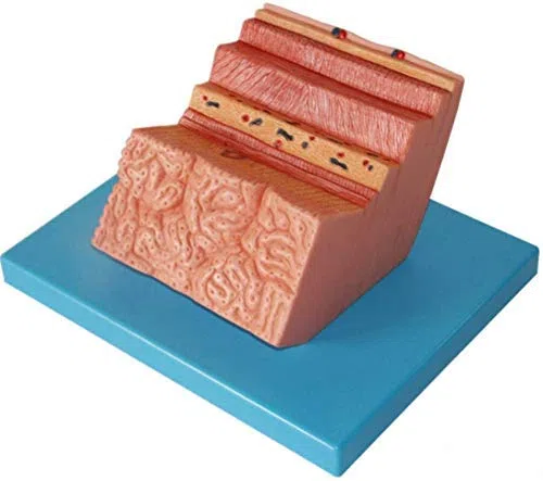 ERNZI Dessin Structurel Modèle Anatomique Anatomie Système Modèle De Modèle De Paroi Gastrique Gastrique pour l'enseignement Scolaire Médecine Médicale