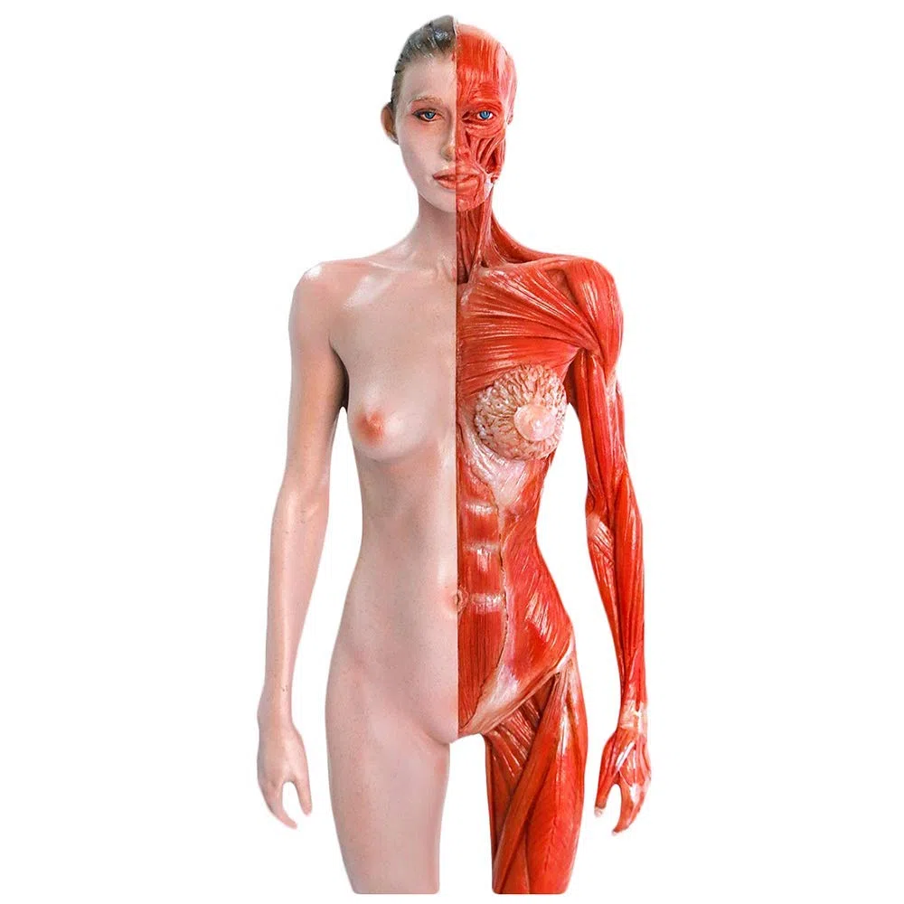11,8 Pouces (30 Cm) Figure D'anatomie Féminine Et Masculine - Modèle D'os Musculaire Anatomique Humain - Artisanat Humain - pour L'étude du Dessin d'artiste