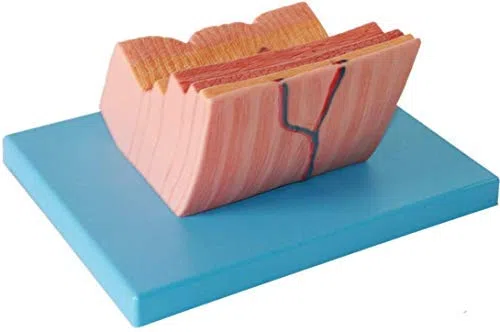 ERNZI Dessin Structurel Modèle Anatomique Anatomie Système Modèle De Modèle De Paroi Gastrique Gastrique pour l'enseignement Scolaire Médecine Médicale
