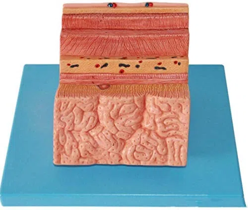 ERNZI Dessin Structurel Modèle Anatomique Anatomie Système Modèle De Modèle De Paroi Gastrique Gastrique pour l'enseignement Scolaire Médecine Médicale