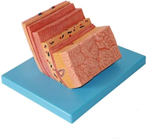 ERNZI Dessin Structurel Modèle Anatomique Anatomie Système Modèle De Modèle De Paroi Gastrique Gastrique pour l'enseignement Scolaire Médecine Médicale